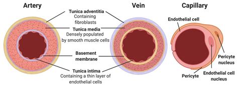 Cells Free Full Text Current Progress In Vascular Engineering And