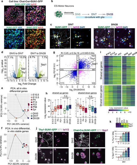 Stem Cell Derived Motor Neurons Undergo Maturation Relevant Gene