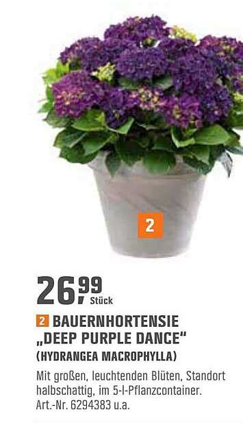 Bauernhortensie Deep Purple Dance Angebot Bei OBI