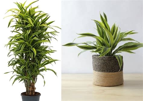 Драцена лемон лайм: характеристика растения, посадка и правила ухода в ...