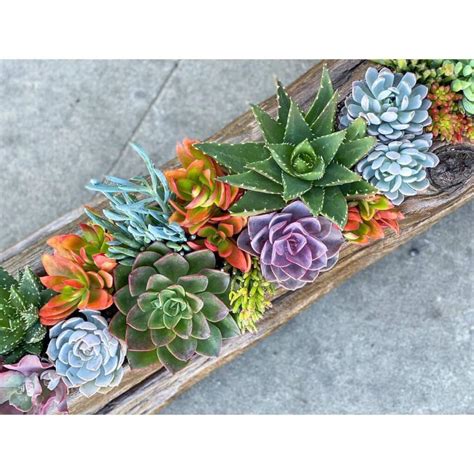 20 Driftwood Succulent Planter Ideas For Your Home