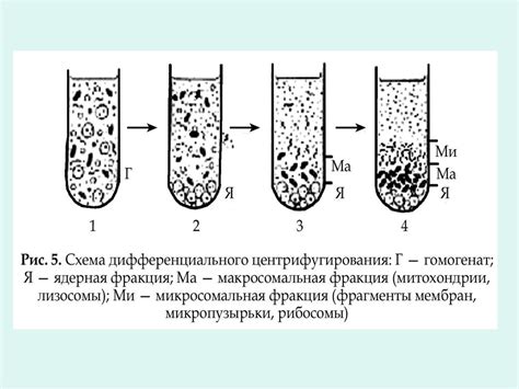 Центрифугирование в цитологии - презентация онлайн