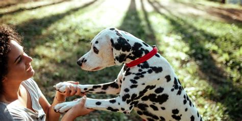 Cuerpo Apoyarse Cerveza Negra Donde Viven Los Perros Dalmatas Rifle