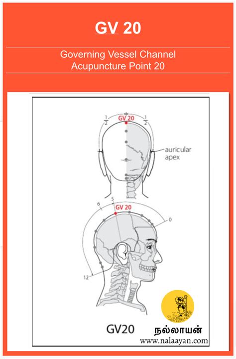 Gv 20 Acupuncture Point Racupuncture