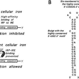Translational regulation of ferritin synthesis, which applies to both ... 