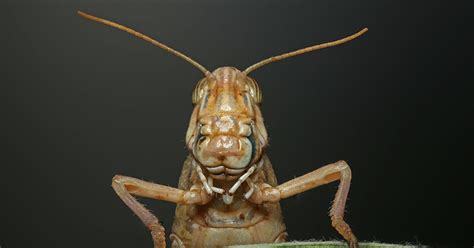 battling  locust swarm  space