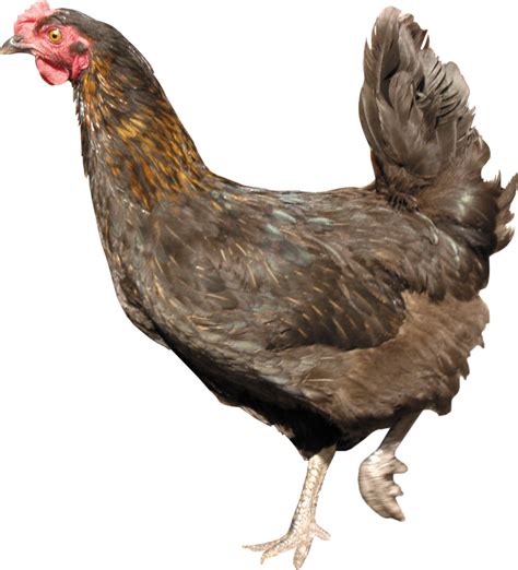 Chicken Standing Png Image Purepng Free Transparent Cc0 Png Image