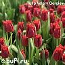 Tulip Dutch Mountain авторское фото BUFL.RU