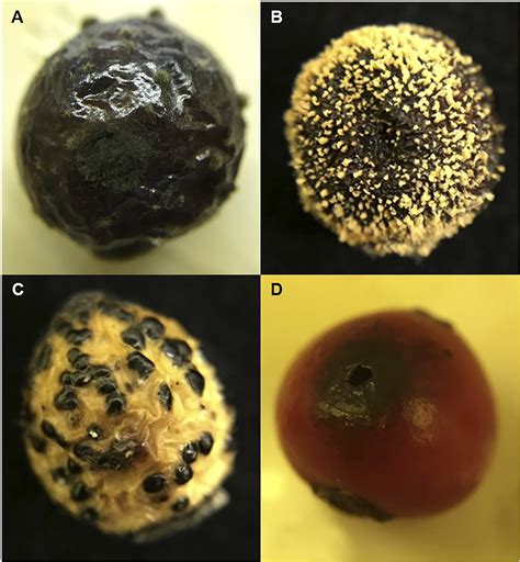 Identification and Characterization of Fungal Pathogens Causing Fruit