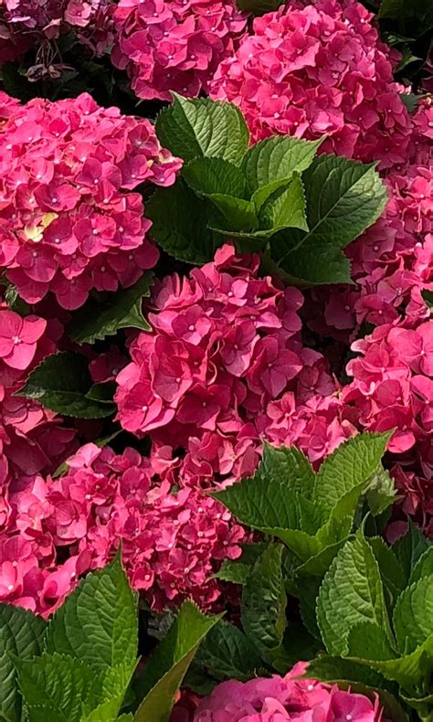 Hydrangea macrophylla 'Masja' - PictureThis