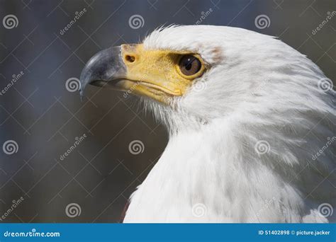 Fish Eagle Head Stock Photo Image Of Africa Hunting 51402898