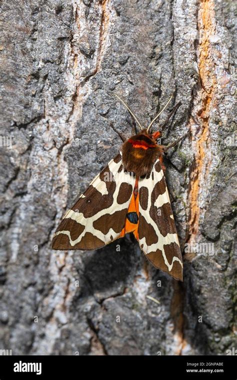 Garden tiger moth, Great tiger moth (Arctia caja), Male on an oak trunk