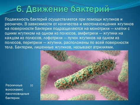 Микробиология. Микроорганизмы - презентация онлайн