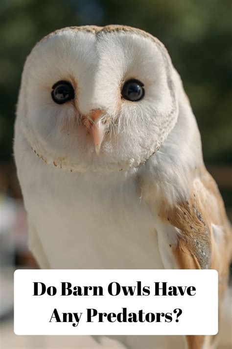 The Ultimate Guide To Barn Owls Everything You Need To Know In 2024