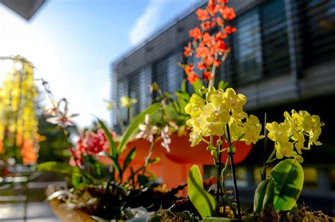 Taiwan: A World of Orchids - Queens Botanical Garden