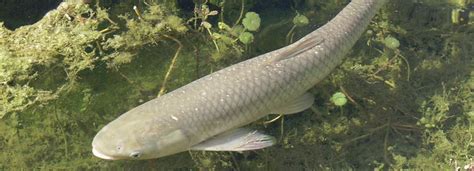 Gallery 2 Grass Carp Paimapinvasives