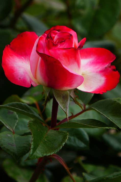 Powerful Rose Vibrator Is Amazon S Best Selling Sex Toy Playboy