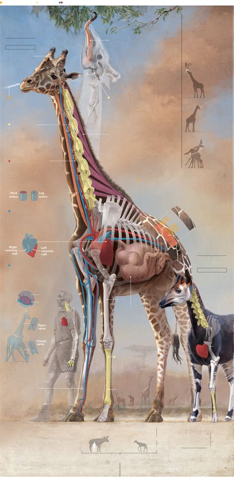 Animal anatomy – Artofit