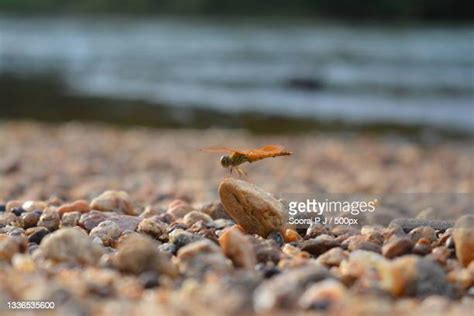 14 Thiruvilwamala Stock Photos High Res Pictures And Images Getty