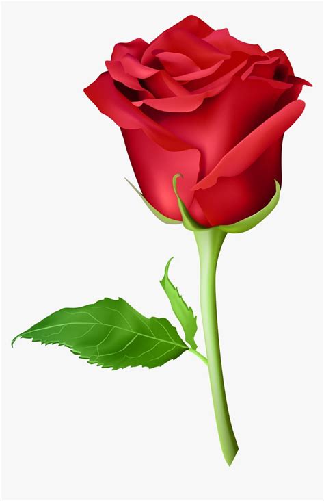Transparent Long Stem Rose Clipart - Picsart Rose Png Hd, Png Download
