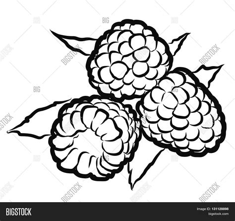 Rasperry Hand Drawn Vector And Photo Free Trial Bigstock