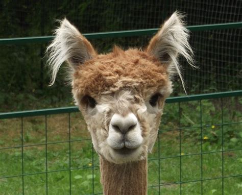 Openherd Alpacas Of Paca Meadow Is An Alpaca Farm Located In Auburn