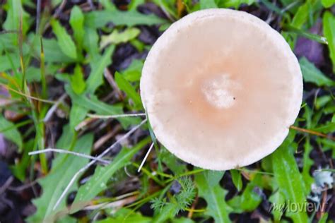 Variedad De Hongos De Diverso Tipo Y Colorido Desde Los Mas Inofensivos