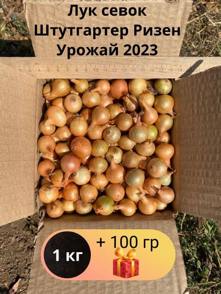 Луковицы Лук купить по выгодной цене в интернет-магазине OZON (1271866219)