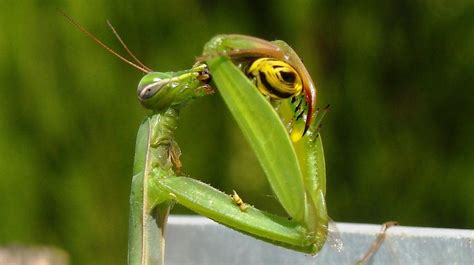 Praying Mantis Free Photo On Pixabay