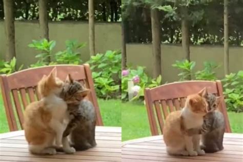 Cat Lovers This Viral Video Of Kittens Hugging Each Other Is Only For