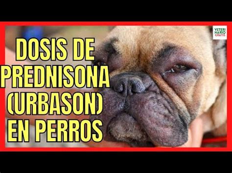 Guía completa para detectar y tratar picaduras de insectos en tu perro