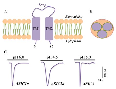 Novel Insights Into Acid Sensing Ion Channels Implications For