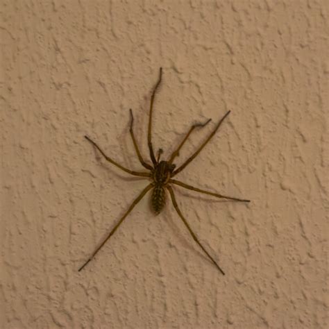 Funnel Weaver Spider Identification And Info Houston Tx
