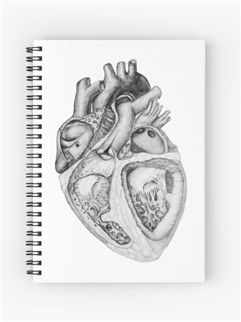 Capture the Essence of Emotion: Stunning Human Heart Drawing Images to Inspire your Artistic Side