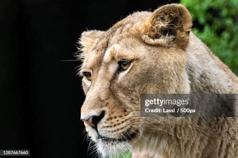 56 Finnish Lion Stock Photos High Res Pictures And Images Getty Images
