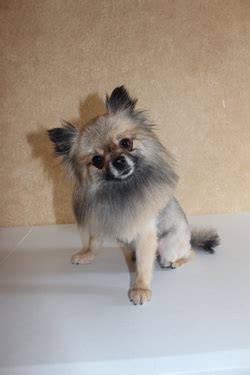 brittanys grooming home