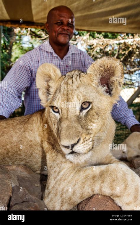 Lion cub with male lion hi-res stock photography and images - Alamy