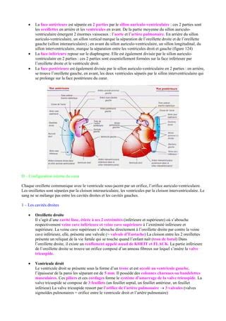 Anatomie Cardio Vasculaire PDF