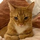 Sit Down For Dinner Blonde Redhead