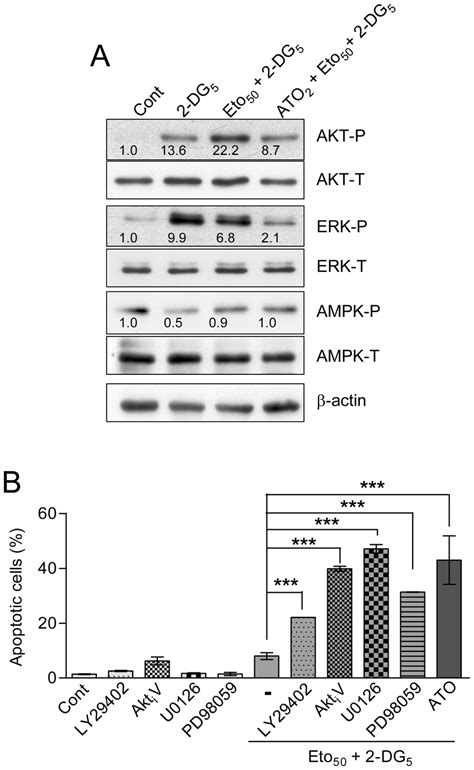 Effect Of Dg Etomoxir And Ato On Protein Kinase Activities And