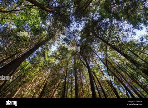 Appalachian Trail Appalachian Mountains North Carolina Usa Stock