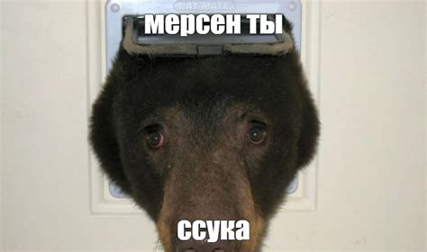 Создать мем "медведь нос, медведь в дверце мем, пермский медведь мем ...