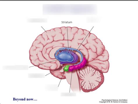 Personality Diagram | Quizlet