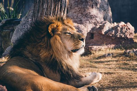 Black lions Ethiopia - Ethiopia Tours and Travel