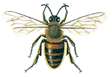 bees pestiumuk