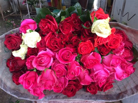 Розы не прошедшие контроль качества на плантации в Эквадоре