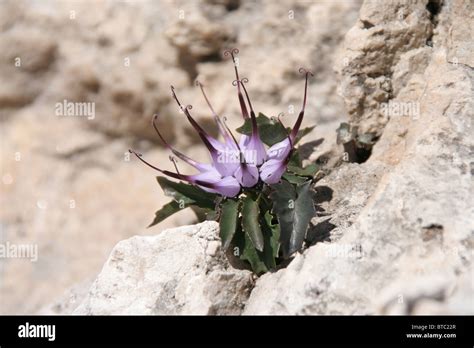 Claw Flower Hi Res Stock Photography And Images Alamy