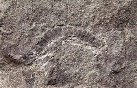 Paleontologists Find World’s Oldest Fossil Bug | Paleontology | Sci-News.com