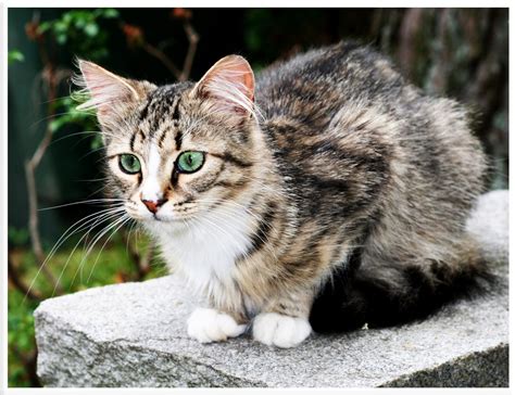 "Bright Eyed & Bushy Tail" - Animal - Photo.net