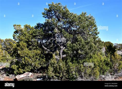 Utah Juniper Juniperus Osteosperma Grand Canyon Grand Canyon